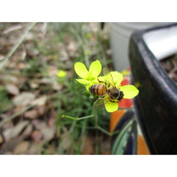 Canon PowerShot ELPH 160 Digital Camera 20.0MP 8x Opt Zoom HD Video 64GB SD MINT - Picture 7 of 16